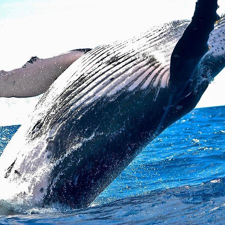 Superbe Bord De Mer, Acces Lagon Et Piscine Privee Paea Екстер'єр фото