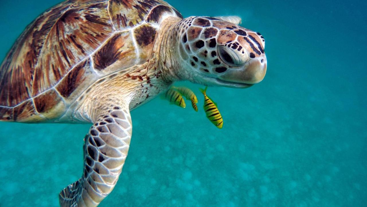Superbe Bord De Mer, Acces Lagon Et Piscine Privee Paea Екстер'єр фото
